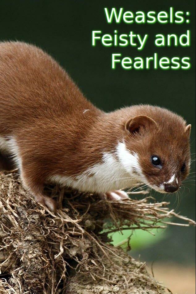 Постер Weasels: Feisty and Fearless